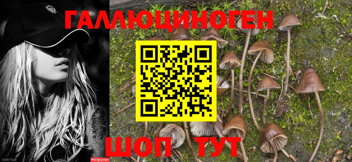 Псилоцибиновые грибы Psilocybe  Вход с VPN  Кореновск 